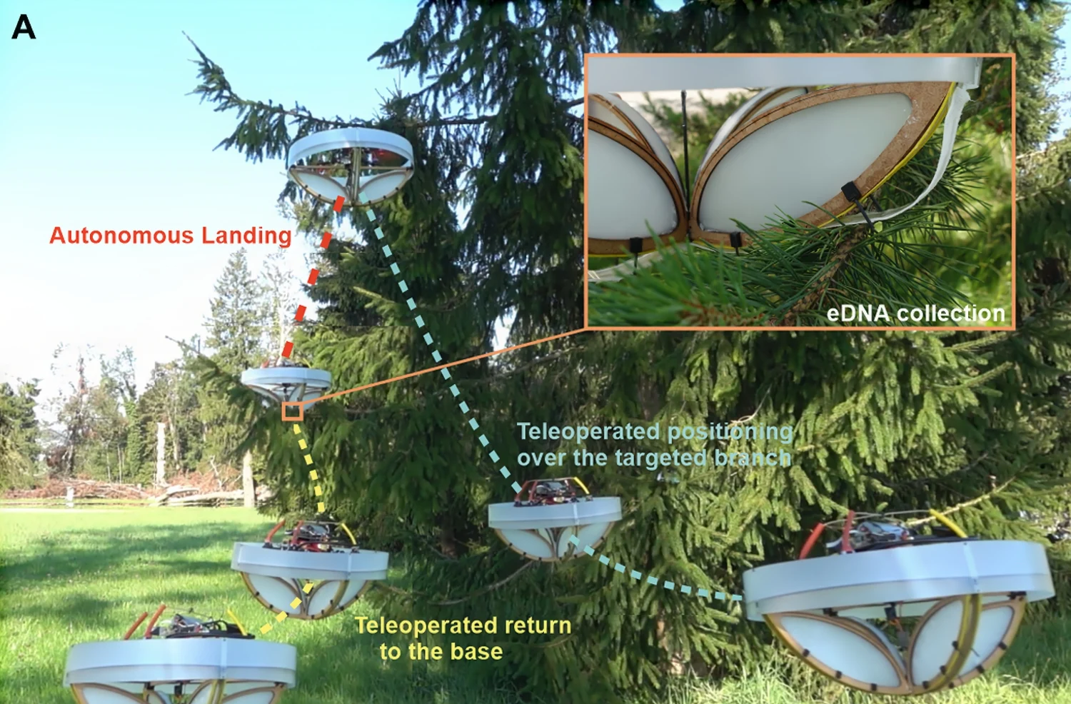 Illustrated diagram showing an eDNA collection drone approaching a tree branch, collecting material and returning to base.
