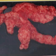 A Single Cheeto Sold for $87,840 Because It Looked Like a Pokémon